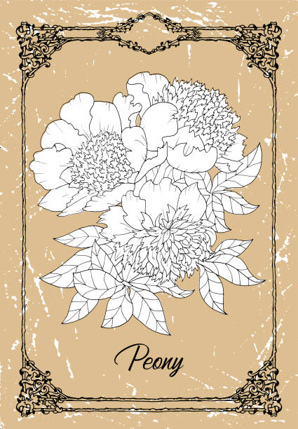 istock Vector black and white drawing of peony flower flower on texture background. 1213399499