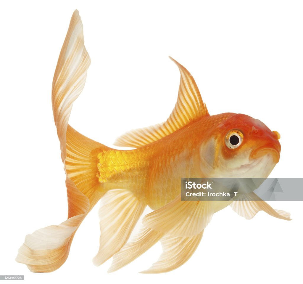 gold Fische - Lizenzfrei Goldfisch Stock-Foto