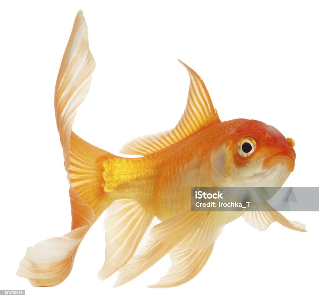 gold peixe - Foto de stock de Peixinho Dourado royalty-free