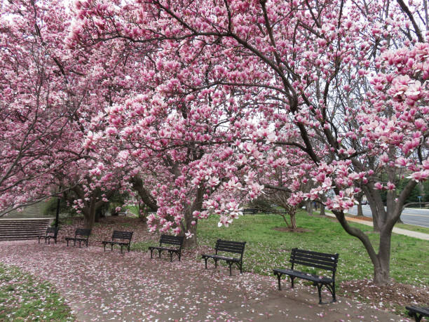 istock Magnolia Blossoms at an Empty Park in Spring 1213401164