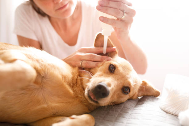 犬の耳を掃除する女性 - dog illness humor pets ストックフォトと画像