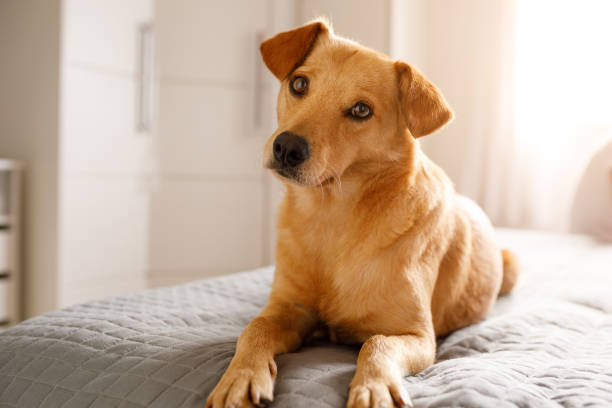Mutt dog lying on bed Caramel mutt dog. mongrel dog stock pictures, royalty-free photos & images