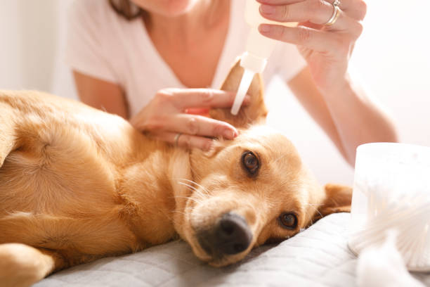 istock Woman cleaning dog's ear 1213401787