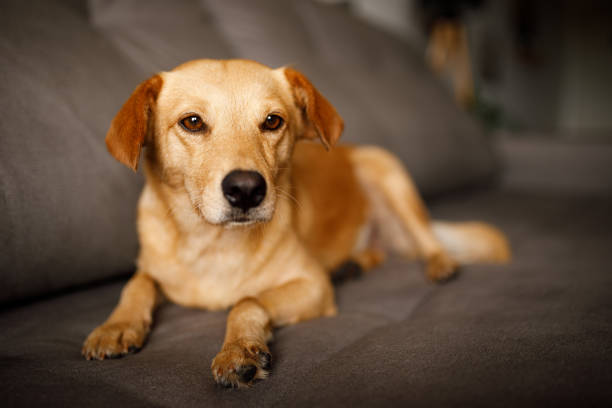 Caramel mutt dog.