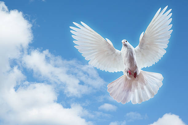 istock White dove from below with blue sky and clouds behind 121340358