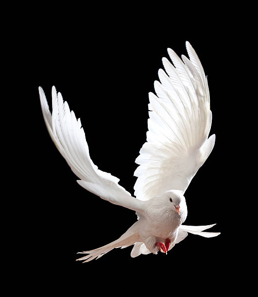 istock Free flying white dove isolated on a black 121340383