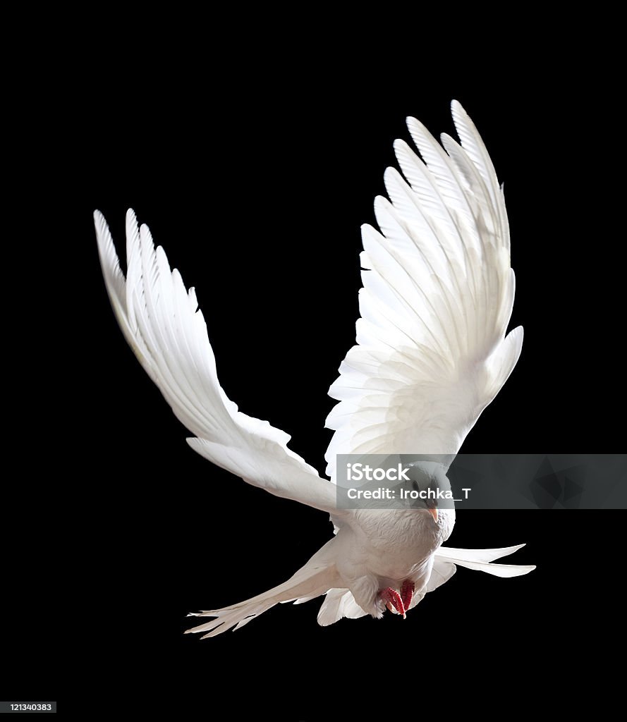 Free flying white dove isolated on a black  Dove - Bird Stock Photo