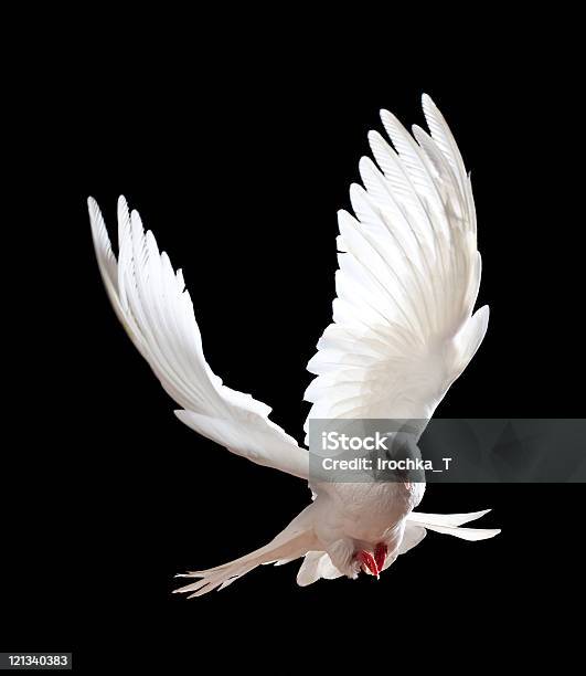 Free Flying White Dove Isolated On A Black Stock Photo - Download Image Now - Dove - Bird, Flying, Animal