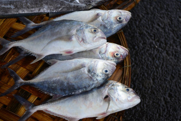 istock croaker fish Sell in fresh seafood market 1213404032