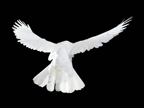 istock Free flying white dove isolated on a black 121340485