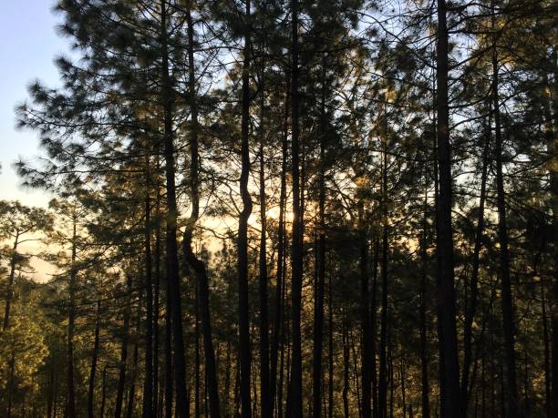 istock Vintage view of pine trees forest 1213407593