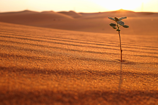 A growing plant on a dry desert land at sunrise. Rebirth, hope, spring season and new beginnings concept. Riyadh, Saudi Arabia