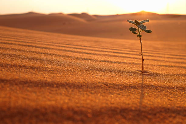 A growing plant on a dry desert land at sunrise. Rebirth, hope, spring season and new beginnings concept. A growing plant on a dry desert land at sunrise. Rebirth, hope, spring season and new beginnings concept. Riyadh, Saudi Arabia desert vegetation stock pictures, royalty-free photos & images