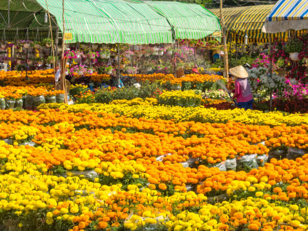 Cho An Binh, Vietnam - February 3, 2016: Chrysanthemum for the Vietnamese New Year on the market
