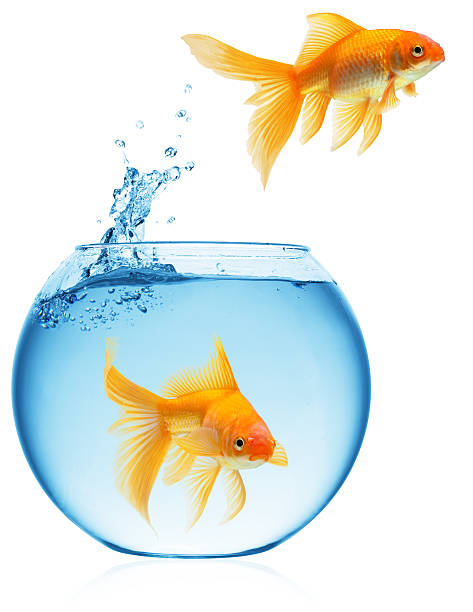 istock goldfish jumping out of the water 121340896