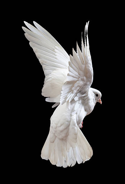 istock Free flying white dove isolated on a black 121341130