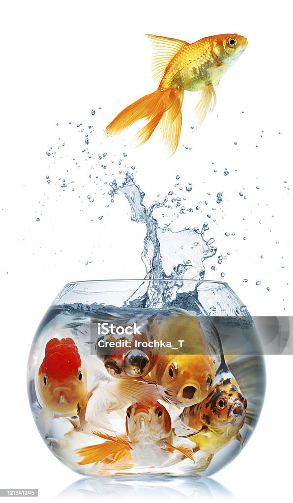 gold рыба изолированные на белом - Стоковые фото Миска роялти-фри