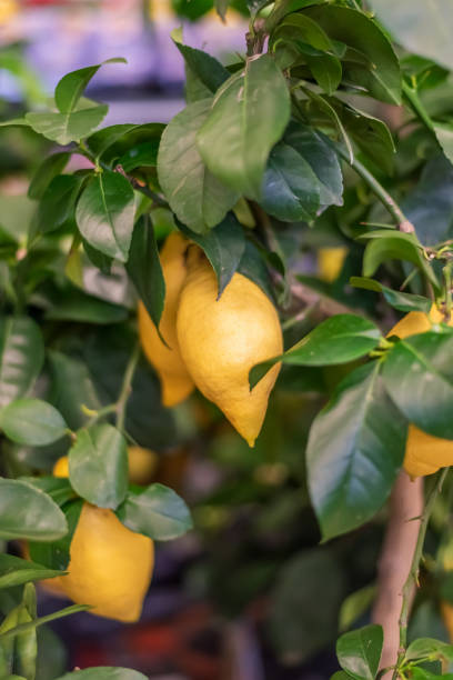 istock Large lemon hanging on a branch of a lemon tree. 1213414502