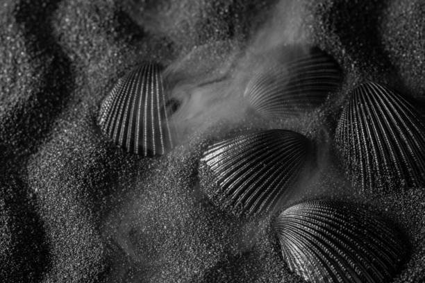 istock Black shell on a black sand background. Black design. 1213416025