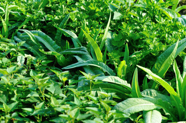 istock Green vegetables in growth at vegetable garden 1213419842