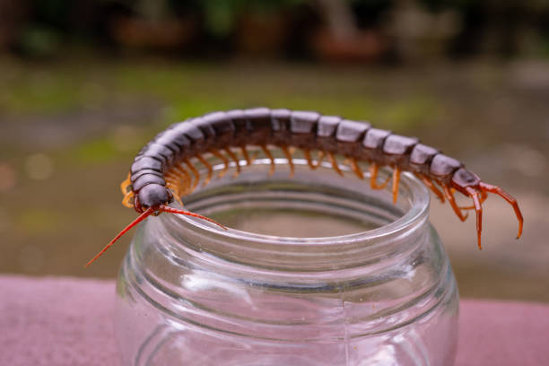 giant centipede or chilopoda on the cement floor