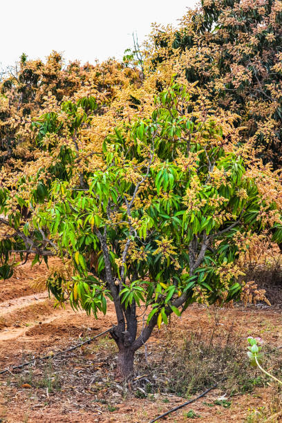 istock mango flower,mango tree flowers,green mango leave and branch,Young mango buds and flowers on its tree in a garden 1213420051