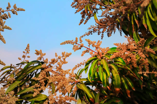 istock mango flower,mango tree flowers,green mango leave and branch,Young mango buds and flowers on its tree in a garden 1213420095