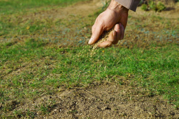spreading grass seed in spring by hand for the perfect lawn. Sowing Grass Seed By Hand. grass seeds in male hand in loosened soil background stock photo