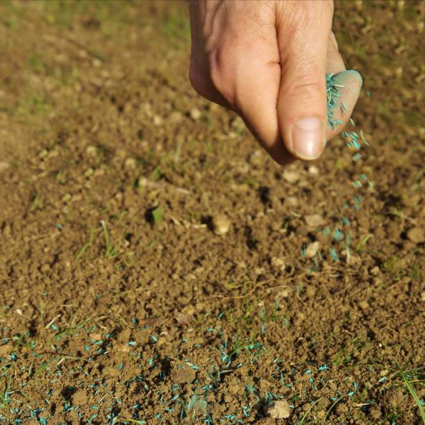 istock spreading grass seed in spring by hand for the perfect lawn. Sowing Grass Seed By Hand. grass seeds in male hand in loosened soil background 1213420836