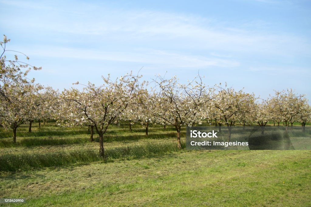 Ciruelos En Flor Frutales Hileras De Ciruelos Crecen En El Campo Rural Plantación De Árboles De Ciruela En Flor En Primavera Huerto De Primavera Durante La Floración Flordeo Árbol Frutal Flores De Ciruelos En Flor Frutales Hileras De Ciruelos Crecen En El Campo Rural Plantación De Árboles De Ciruela En Flor En Primavera Huerto De Primavera Durante La Floración Flordeo Árbol Frutal Flores De