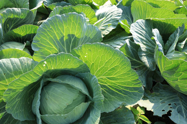 istock Green cabbages in growth at vegetable garden 1213422079