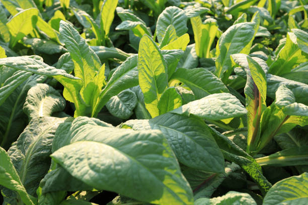 istock Green leaf lettuce in growth at vegetable garden 1213422276