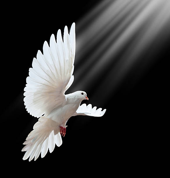 istock Free flying white dove isolated on a black 121342346