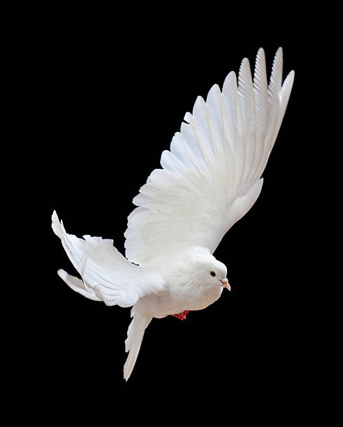istock Free flying white dove isolated on a black 121342347