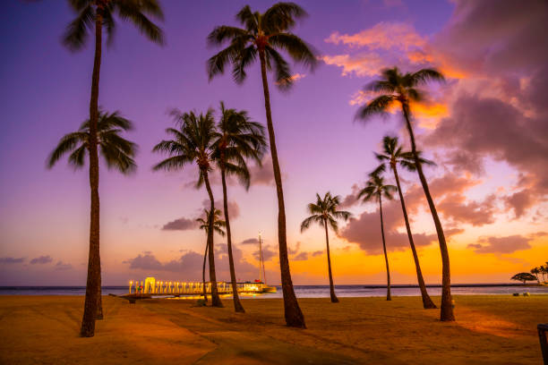 istock Waikiki Beach palm trees at dusk 1213423653
