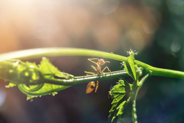 istock Red ant on ivy with soft light in dark background. 1213423757