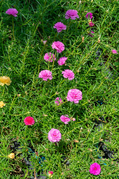 istock Portulaca flower with blur background. 1213424401