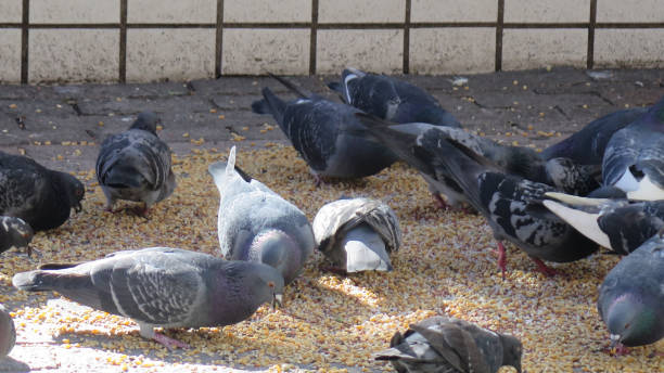 istock Pigeon feeding in Tokyo, Japan 1213424486