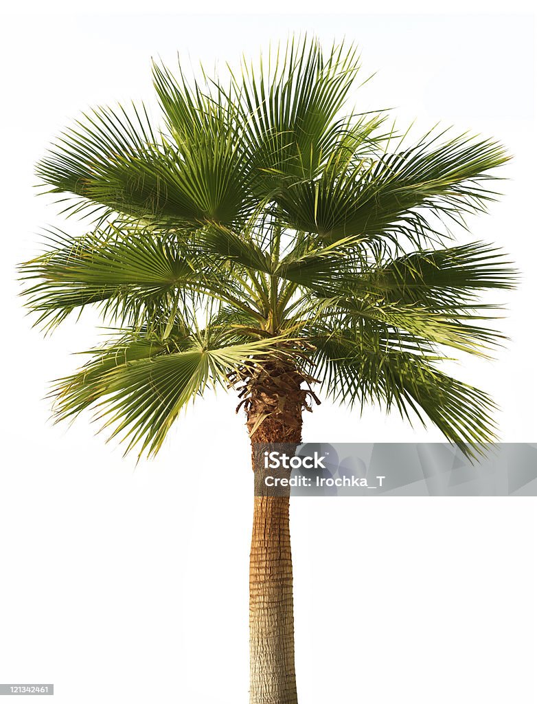 Palme Isoliert - Lizenzfrei Baum Stock-Foto