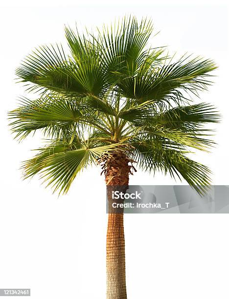 Palme Isoliert Stockfoto und mehr Bilder von Baum - Baum, Farbbild, Fotografie