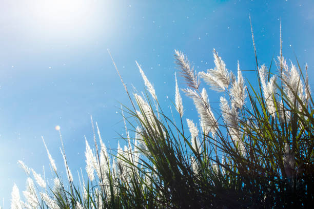 istock Wild Cane flower with sky background 1213424616