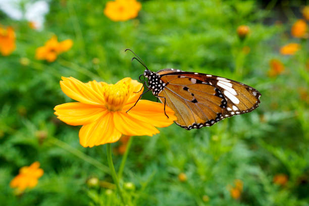 istock Yellow Flower and Butterfly 1213424632