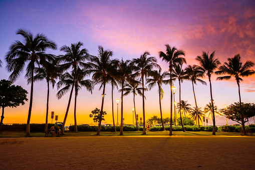 View of palm trees at Waikiki Beach at dusk.