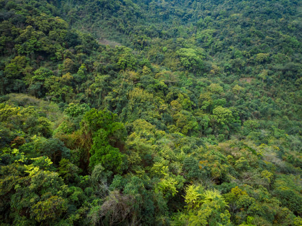 istock Aerial view of tropical forest in spring 1213425664
