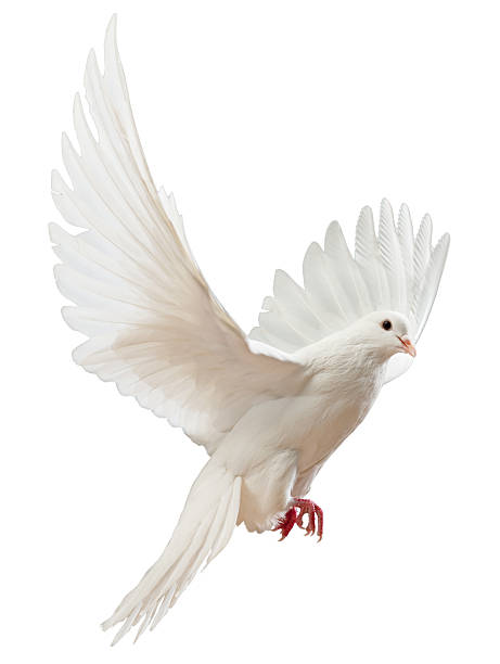 paloma blanca volando libre aislada - paloma blanca fotografías e imágenes de stock