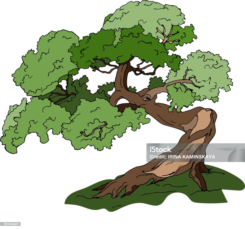 Cây bonsai Nhật Bản mang đến cho bạn cảm giác bình yên và sự thanh tịnh khi nhìn vào chúng. Qua những hình ảnh, bạn sẽ hiểu rõ hơn về nghệ thuật chăm sóc và tạo hình cho cây bonsai mang vẻ đẹp truyền thống Nhật Bản. Hãy cùng tham khảo để trang trí cho không gian sống thêm sinh động và độc đáo.