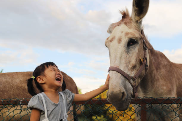 una chica jugando y alimentando animales. - horse child animal feeding fotografías e imágenes de stock