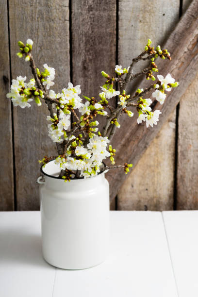 istock Cherry flowers at old milk canister 1213427692