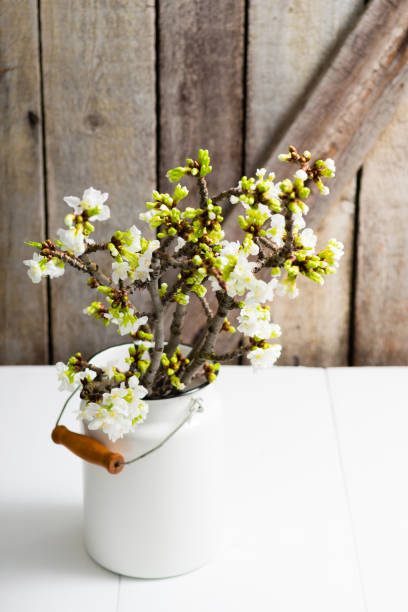 istock Cherry flowers at old milk canister 1213427721