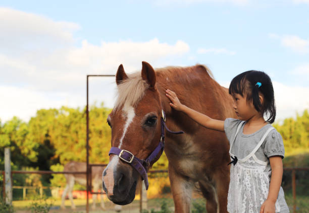 a Asian girl playing and feeding. touching horse and donkey in a meadow.